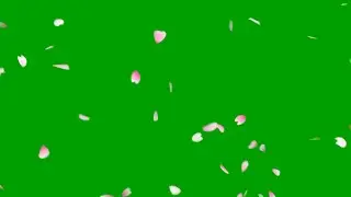 Petals Falling Green Screen Video Effects HD  @satishdesigngraphy