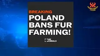 3029 Poland bans animal people fur producing factories｜波蘭禁止動物族人皮草生產工廠