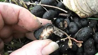 Dissecting Dead-Mans-Fingers ( Xylaria polymorpha ) 07 Dec 2013.