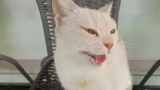 Hungry creamy Tabby Cat Shows Up &ndash; Watch Her Reaction!