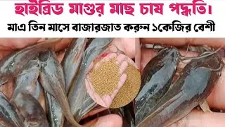 hybrid magur fish farming Busiess in Bangladesh হাইব্রিড মাগুর মাছ চাষ পদ্ধতি catfish farming