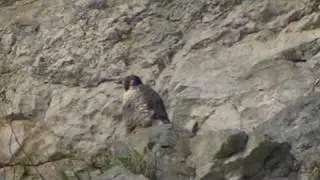 Peregrine on the great orme pt1 zoomed in