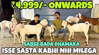SABSE SASTE KHASSI BAKRE AUR BAKRIYO PE DHAMAKA OFFER AT QURESHIS GOAT HUB NAGPADA