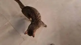 Disabled cats