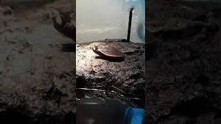 Pink Belly Sideneck Turtle Runs Into Water