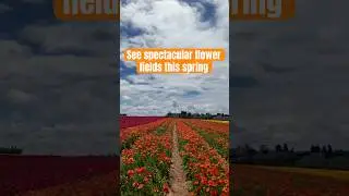 Stunning Flower Fields Return to San Diego Next Month #shorts