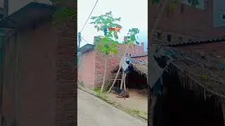 ganw ki video #nature #villagelife #viral