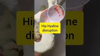 Hip Joint Cartilage Disruption Model