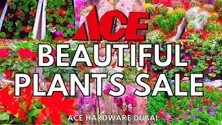 BEAUTIFUL FRESH PLANTS SALE AT ACE HARDWARE GARDEN SOUQ DUBAI