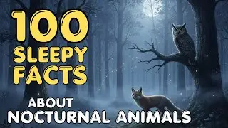 The Most Relaxing Facts About Nocturnal Animals to Fall Asleep To