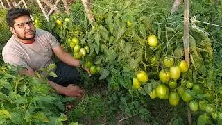 হাইব্রিড টমেটো কায়রা এফ-১(কুশিয়ারা সীডস্) Hybrid Tomato KIARA F1