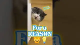 He Rubs Everything For a Reason #shots #funnycat #catfacts #catsoftiktok #relatablecats #petbehavior