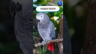 Parrot Facts #shorts #animalfacts #parrotfacts