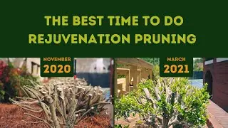 The Best Time To Do Rejuvenation Pruning To Improve Visibility and Security