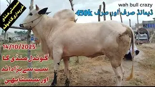 Today Gondal Mandi Attock 13/10/2025 Latest Fatehjangi Rate's Update@WahbullcrazyHeavy Collectin2026