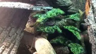 Yellow Ackie Monitor Unboxing From Rare Earth