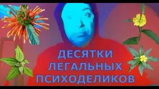 Десятки легальных Психоделиков | Синиквичи | Дамиана | Дагга | Калея