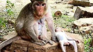 Poor cute little Maci lie on near by Merry! adorable baby monkey most cute!