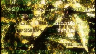 Opal People - SWIP (Official Video)