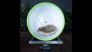 Giant Jogging Running Wheel Hedgehog