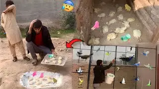 Colourful Chicks Main Virus Aa Gya😰Sub Chicks Mar Gy💔|| Master Cage Ko Colour Ker Diya😍