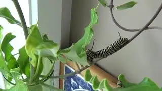 Chronic shortage of food for Monarch Butterflies 24/12/17