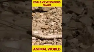 Eagle Attacks Venomous Snake!!😳 #shorts #youtubeshorts #shortvideo #short #tiktok #animals