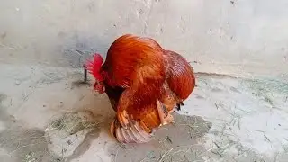 The rooster missed the meeting time with the hen and left LKB Khalil