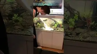 My Fish keep digging in my Sand 🐠🌊 #aquarium #aquascape #fishtank #viralshorts #fishkeeping