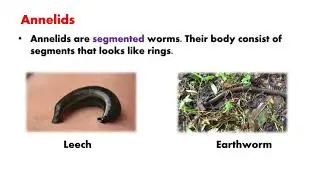 Classification of Animals l Invertebrates l Learning Video l AuSum Sisters