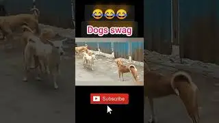 Dog swag।। Super funny dog video।।