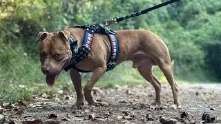 Brickhouse Performance: Walking McNabb&rsquo;s Canelo in New Bulldog Strong Equipment!