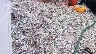 Tarli fish