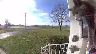 Candid Cat Camera 151 NOV 25 2025 #cat
