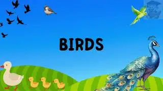 Quiz Time: Learn Birds 🐥 Preschoolers | Mini Scholars Playground