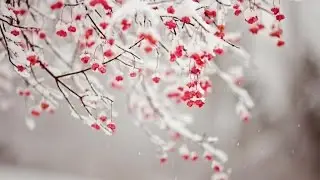 Secret Garden 