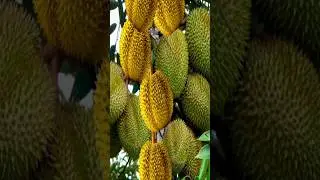 the best method for grafting durian tree shoots to bear fruit faster.#growingfruits #garden