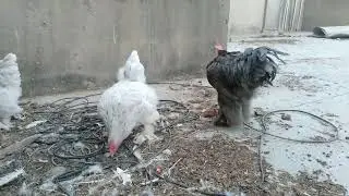 ROOSTER MATING WITH CHICKEN #chicken #viral #rooster 