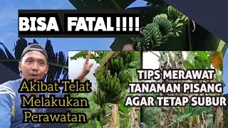 FATAL!!! Akibat Telat Melakukan Perawatan Tanaman Pisang || Tips Rawat Tanaman Pisang