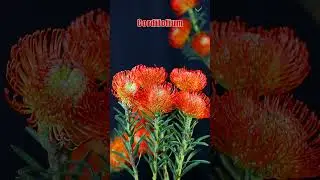 The 2-Week Flower! Wholesale Must-Have | Black Tulip Group