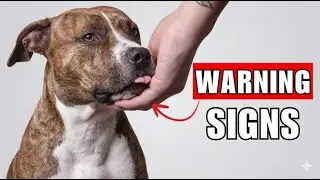 THESE 5 Behaviors Prove Your Dog Loves You