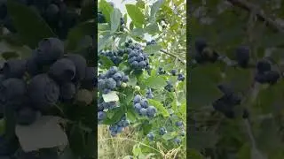 Blueberry picking time #blueberry #blueberryfarm