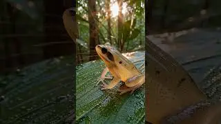 CRAZY RARE FROG SPOTTED!!1