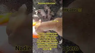 Tome 1 Bolsa de leche para compartir con la perrita del vecino no se pongan Bravos los que ayudan 🥺