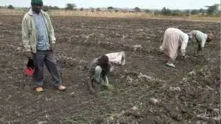 Kuotesha Vitunguu Arusha Part 3