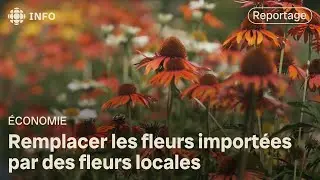 Les fermes florales se multiplient au Qu&eacute;bec