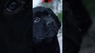Animal lover Snow #subscribe #trending #viral #views #amazing #nature #lovers #osm #status #public