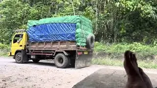 Dump truck Expedisi 4x4 trans Papua Barat _#trukmania #trukoleng #canterhdx  #fusocanter 