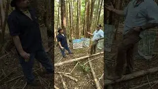 James Gore & Redwoods Rising