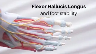 Mark Goswell - flexor hallucis longus